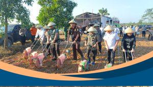 Tanam jagung nasional