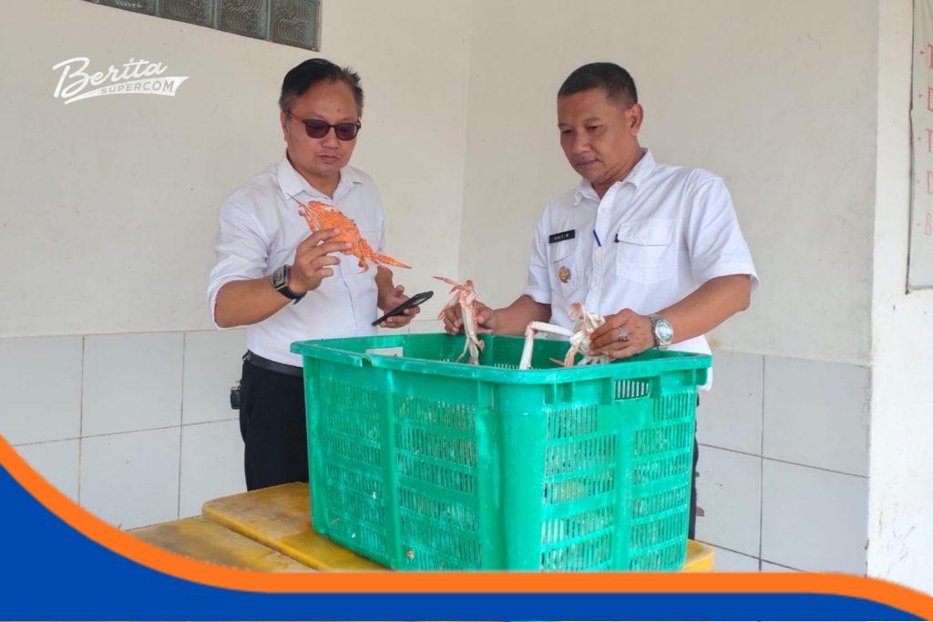 Rajungan Ujunggebang Mendunia, Dari Muara Kali Sewo Menuju Pasar Ekspor